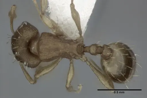 Wasmannia rochai - CASENT0246163