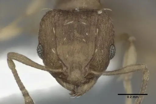 Wasmannia rochai - CASENT0246163