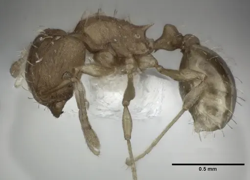 Wasmannia rochai - CASENT0246163