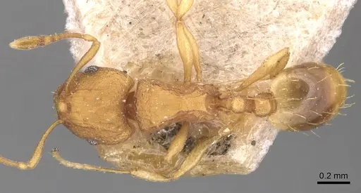 Wasmannia rochai - CASENT0904876