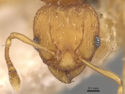 Wasmannia rochai - CASENT0904876