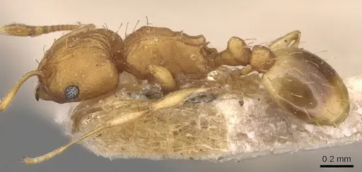 Wasmannia rochai - CASENT0904876