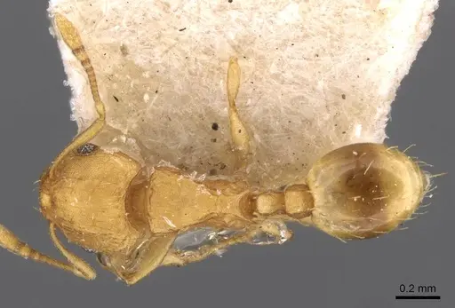 Wasmannia rochai - CASENT0909216