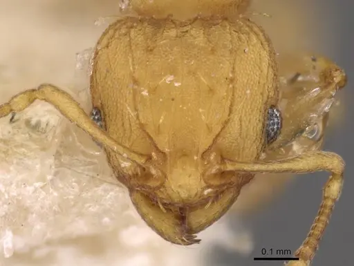 Wasmannia rochai - CASENT0909216