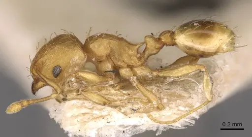 Wasmannia rochai - CASENT0909216