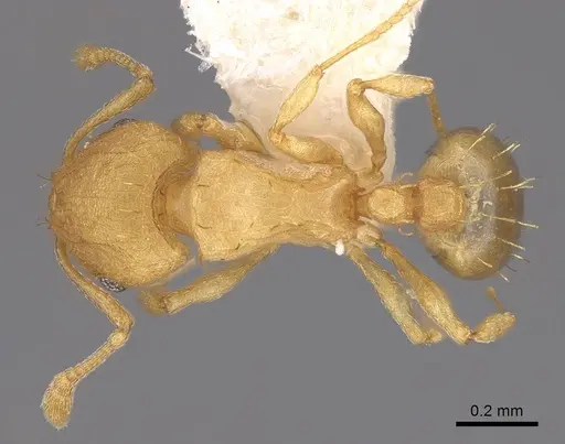 Wasmannia rochai - CASENT0922484