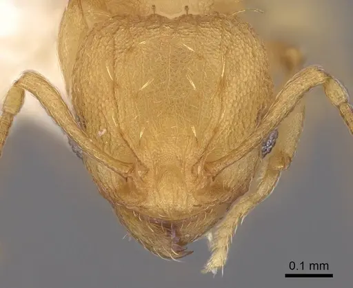 Wasmannia rochai - CASENT0922484