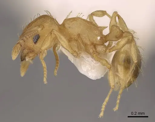 Wasmannia rochai - CASENT0922484