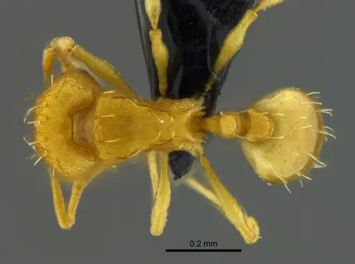 Wasmannia rochai - CBUMAGENT41924