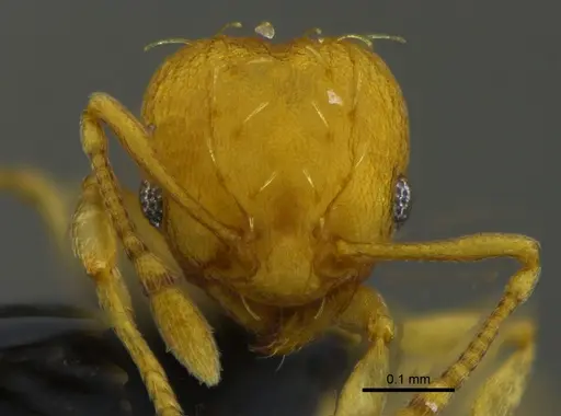 Wasmannia rochai - CBUMAGENT41924