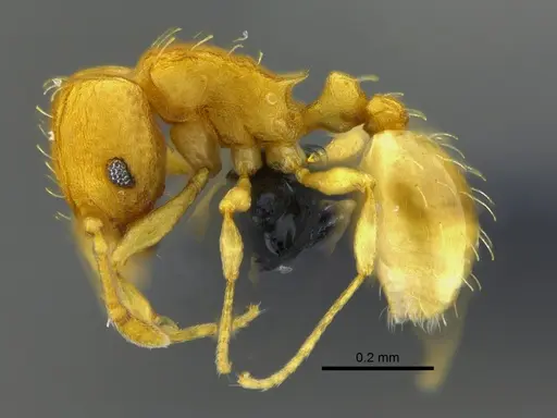 Wasmannia rochai - CBUMAGENT41924