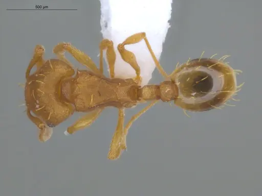 Wasmannia rochai - ECOFOG-BUG-1924-04