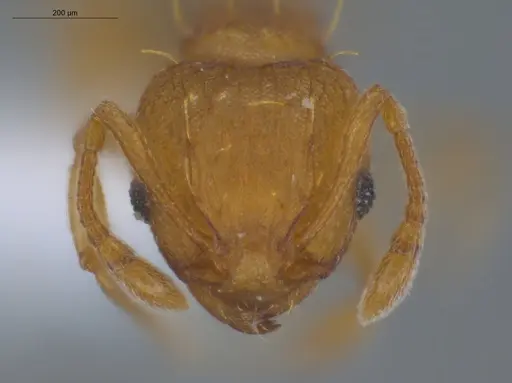 Wasmannia rochai - ECOFOG-BUG-1924-04