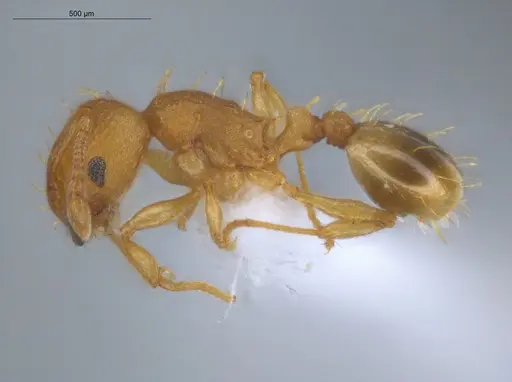 Wasmannia rochai - ECOFOG-BUG-1924-04