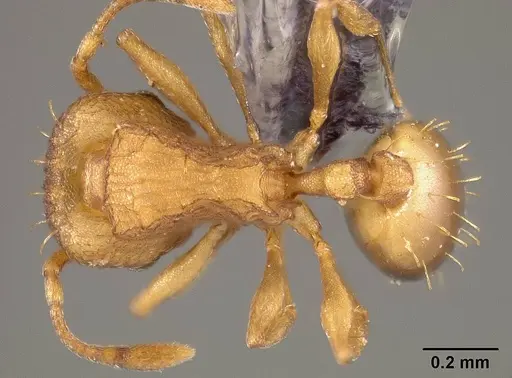 Wasmannia rochai - USNMENT00445870