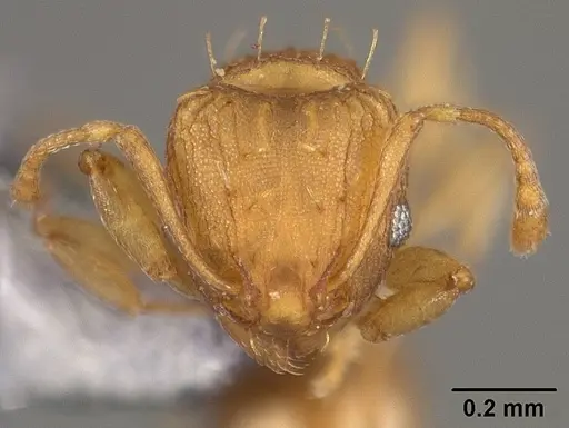 Wasmannia rochai - USNMENT00445870