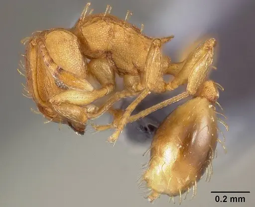 Wasmannia rochai - USNMENT00445870