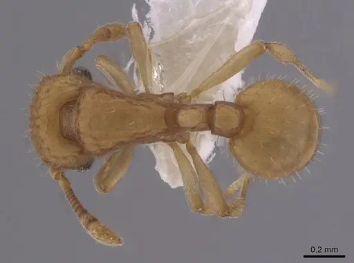 Wasmannia scrobifera specimen