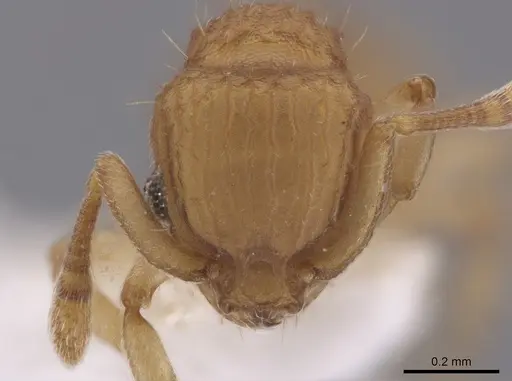 Wasmannia scrobifera specimen