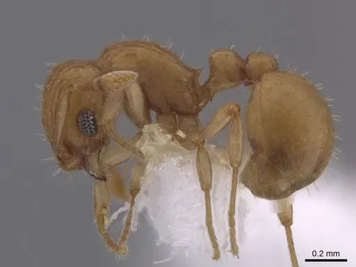 Wasmannia scrobifera specimen