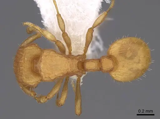 Wasmannia scrobifera - CASENT0922485