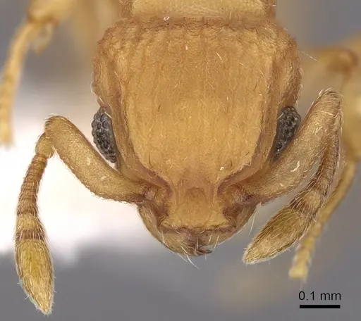 Wasmannia scrobifera - CASENT0922485