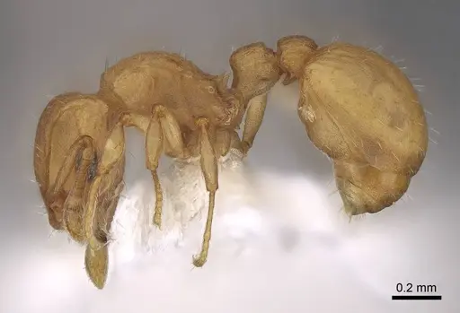 Wasmannia scrobifera - CASENT0922485