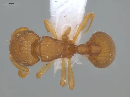 Wasmannia scrobifera - ECOFOG-SL13-1312-25