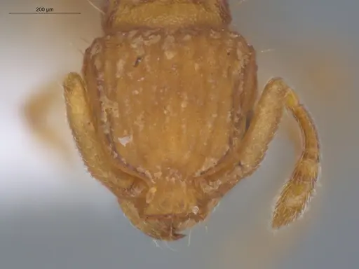 Wasmannia scrobifera - ECOFOG-SL13-1312-25