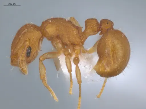 Wasmannia scrobifera - ECOFOG-SL13-1312-25