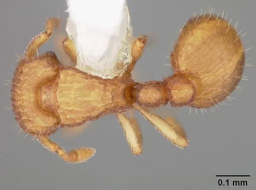 Wasmannia scrobifera - USNMENT00411891