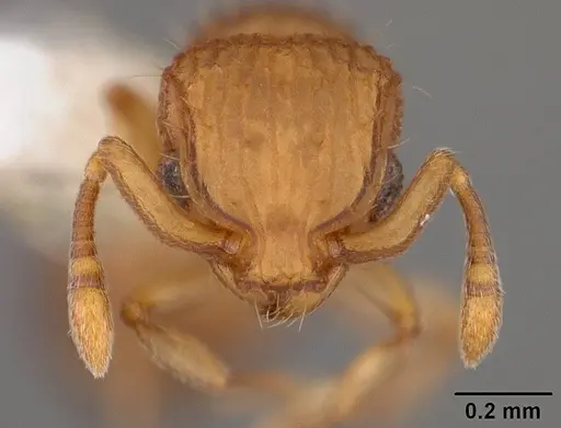 Wasmannia scrobifera - USNMENT00411891