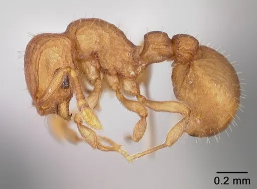 Wasmannia scrobifera - USNMENT00411891