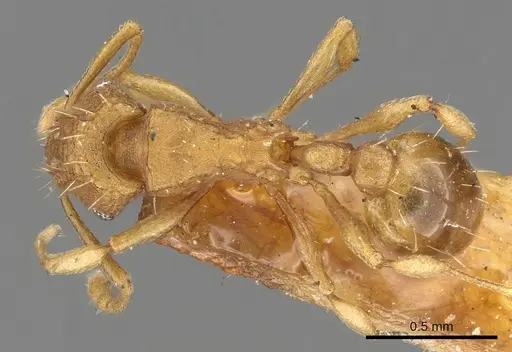 Wasmannia sigmoidea specimen