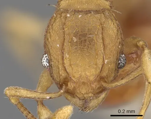 Wasmannia sigmoidea specimen