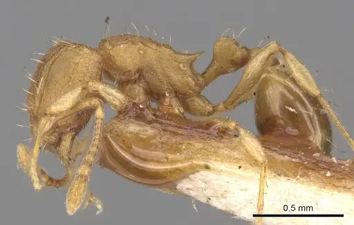 Wasmannia sigmoidea specimen