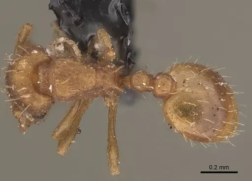 Wasmannia sigmoidea - CASENT0919618