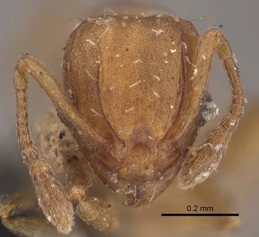 Wasmannia sigmoidea - CASENT0919618