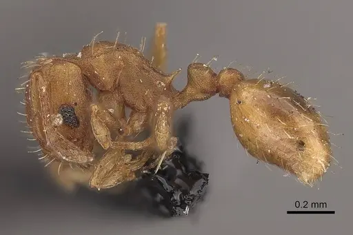 Wasmannia sigmoidea - CASENT0919618