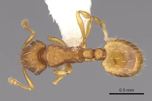 Wasmannia sigmoidea - CASENT0922486