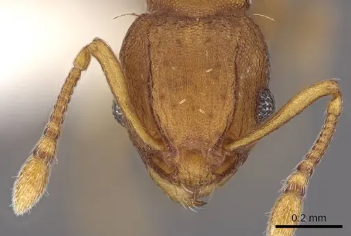 Wasmannia sigmoidea - CASENT0922486