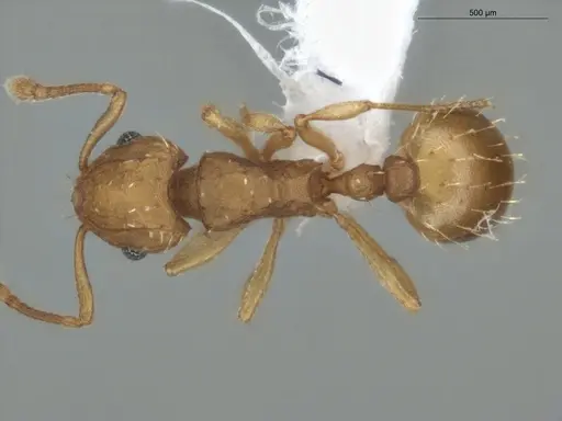 Wasmannia sigmoidea - ECOFOG-SAV18-0257-04