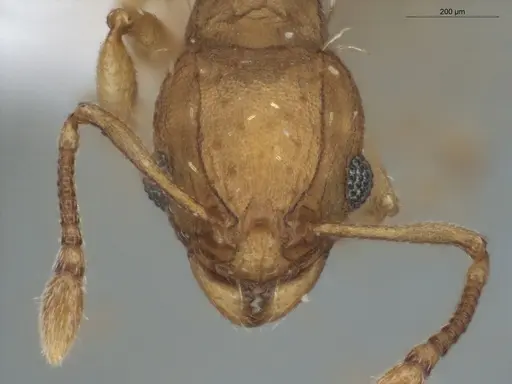 Wasmannia sigmoidea - ECOFOG-SAV18-0257-04