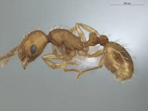 Wasmannia sigmoidea - ECOFOG-SAV18-0257-04