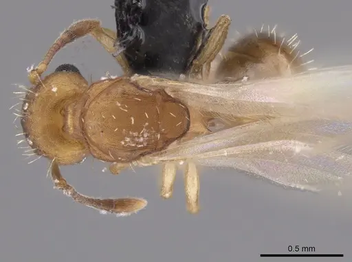 Wasmannia sigmoidea - JTLC000006295