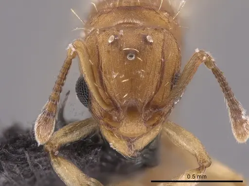 Wasmannia sigmoidea - JTLC000006295