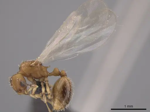 Wasmannia sigmoidea - JTLC000006295