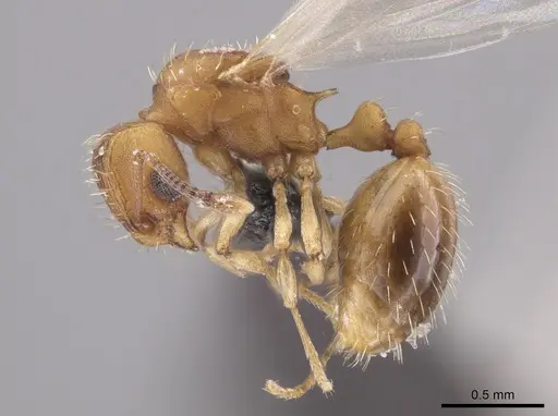 Wasmannia sigmoidea - JTLC000006295