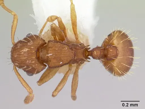 Wasmannia sulcaticeps specimen