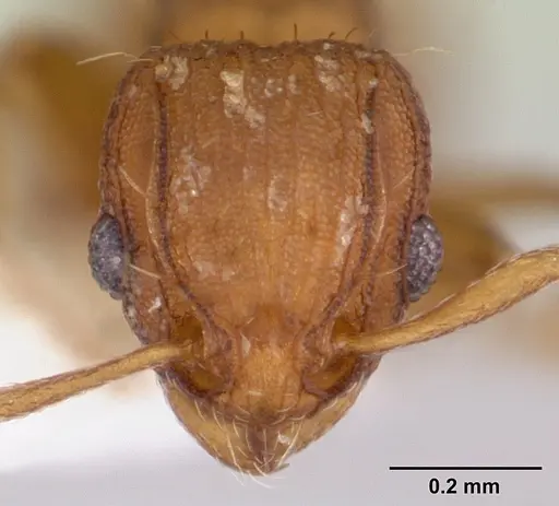 Wasmannia sulcaticeps specimen